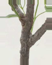 Sienese Olive Tree — close-up detail 1, artificial olive tree