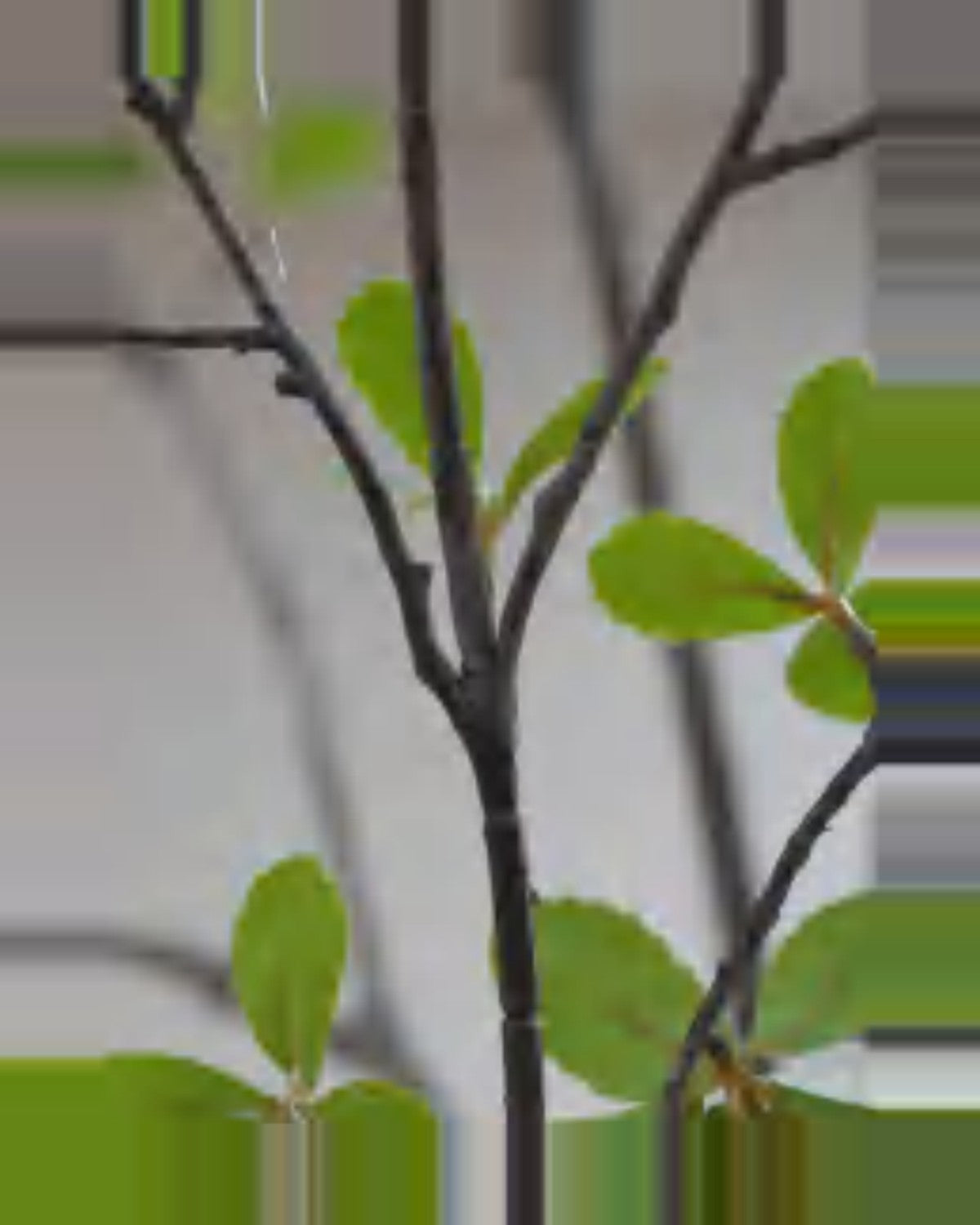 Argilla Island White Flower Tree For Decor — close-up detail 1, artificial island white flower tree for decor