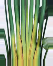Lauze Travelers Palm Tree — close-up detail 1, artificial travelers palm tree