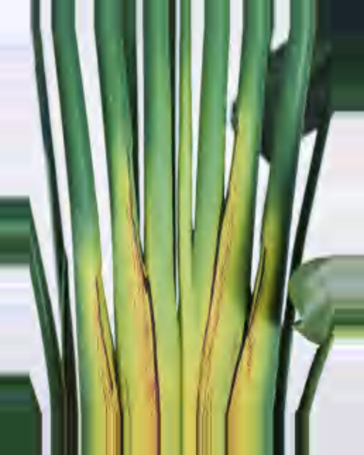 Lauze Travelers Palm Tree — close-up detail 1, artificial travelers palm tree