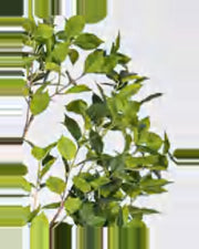 Nova Ficus Tree — close-up detail 1, artificial ficus tree