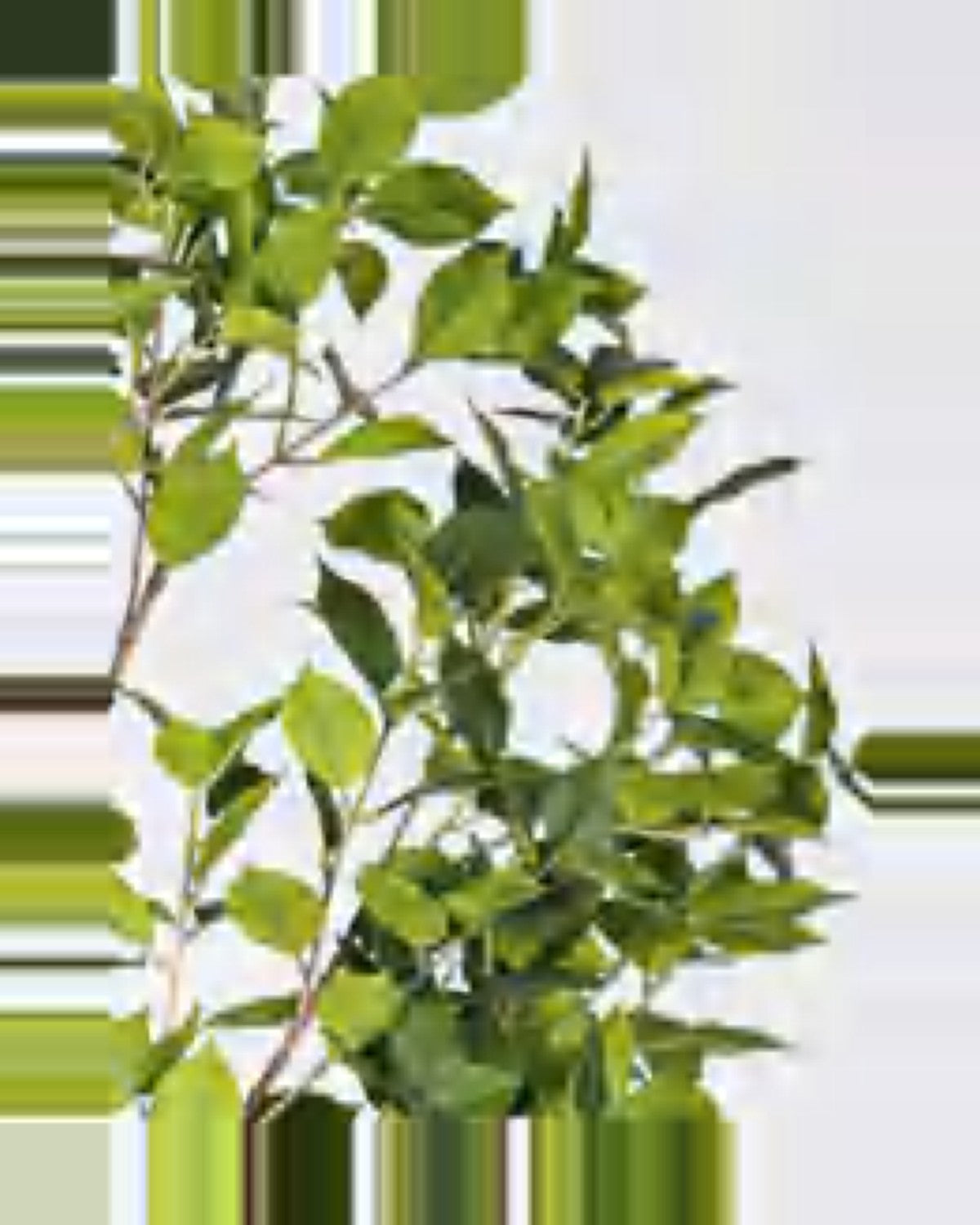 Nova Ficus Tree — close-up detail 1, artificial ficus tree