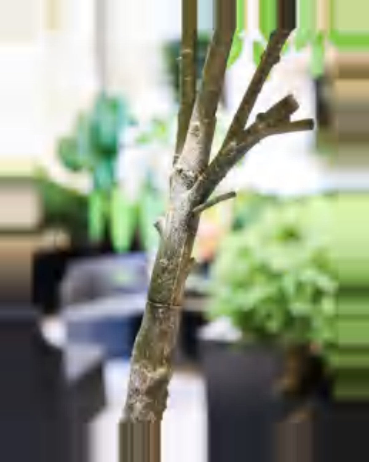 Restanque Osmanthus Tree — close-up detail 1, artificial osmanthus tree