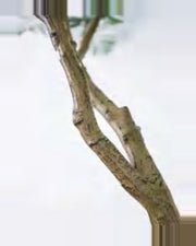Mistral Phoenix Palm Tree — close-up detail 1, artificial phoenix palm tree