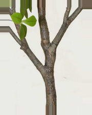 Pietra Gardenia Tree With White Flowers — close-up detail 1, artificial gardenia tree with white flowers