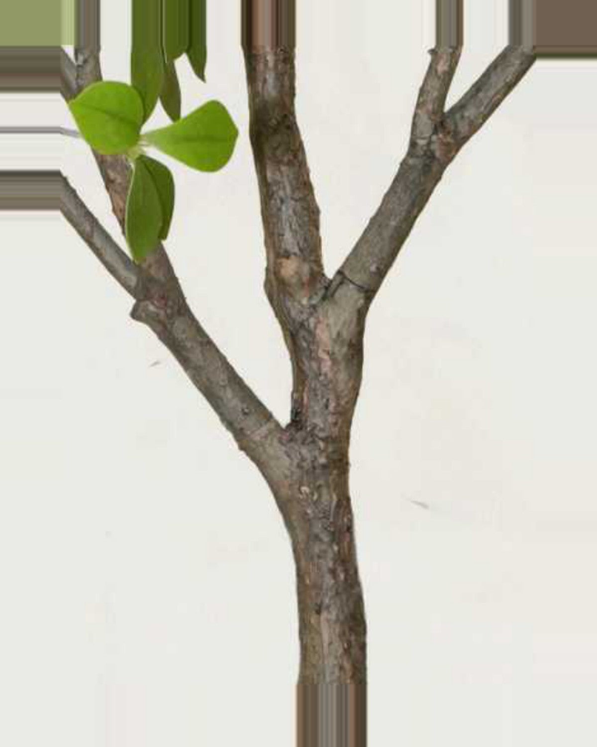 Pietra Gardenia Tree With White Flowers — close-up detail 1, artificial gardenia tree with white flowers