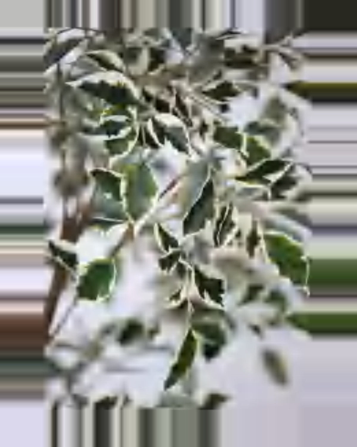 Terra Ficus Tree — close-up detail 1, artificial ficus tree