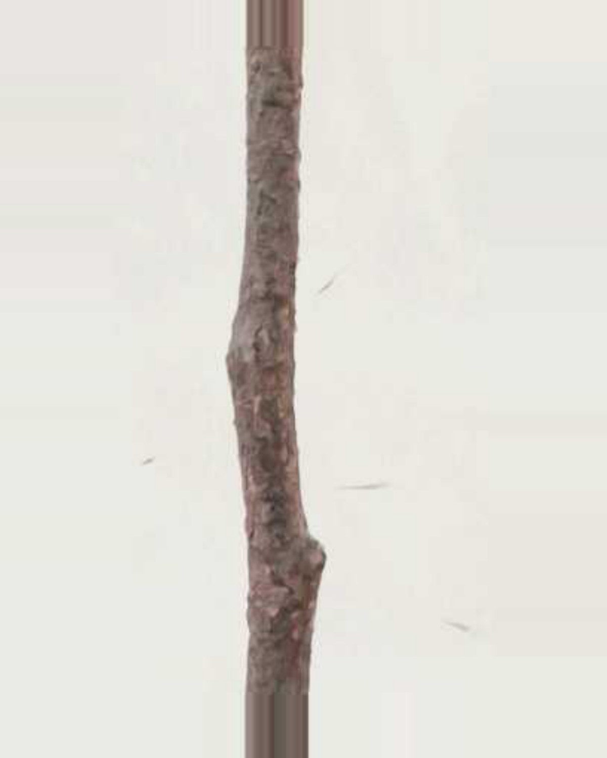 Alma Leaf Ficus Tree — close-up detail 1, artificial leaf ficus tree