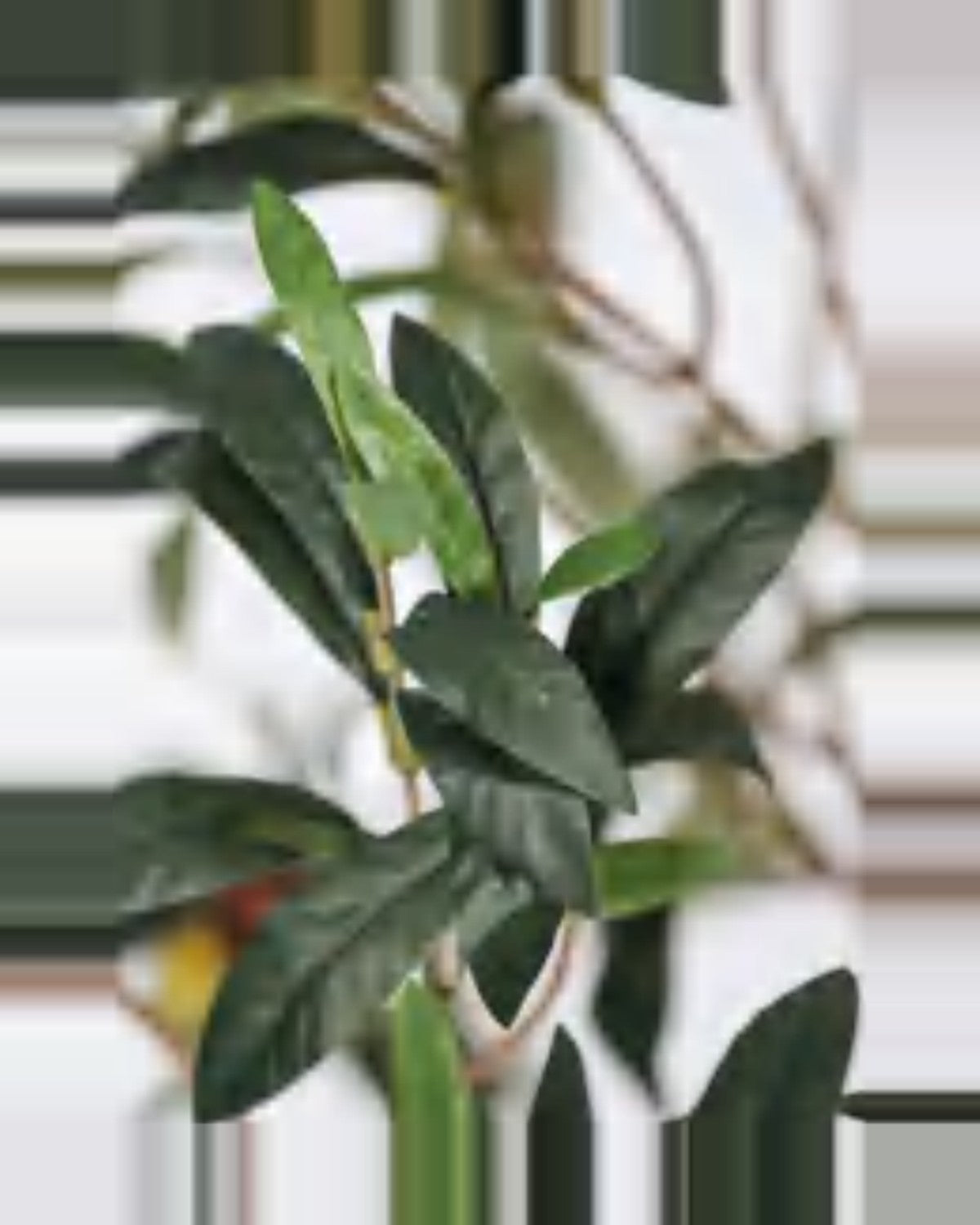 Procida Olive Tree — close-up detail 1, artificial olive tree