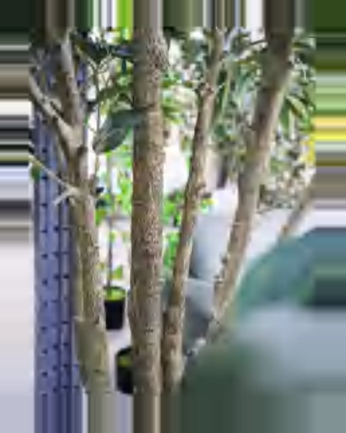 Aria Ficus Tree — close-up detail 1, artificial ficus tree