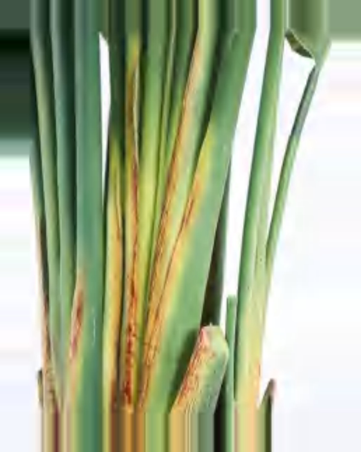 Ferrade Travelers Palm Tree — close-up detail 1, artificial travelers palm tree