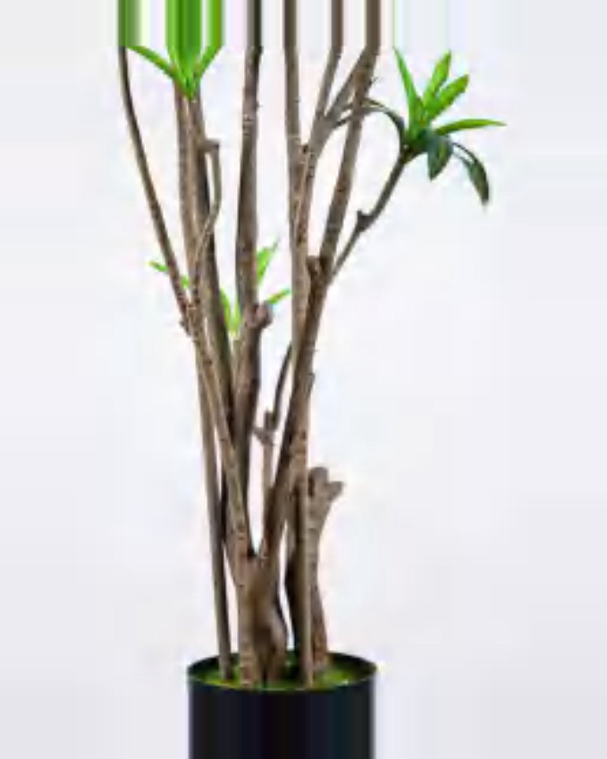 Alma Dracaena Plant — close-up detail 1, artificial dracaena plant