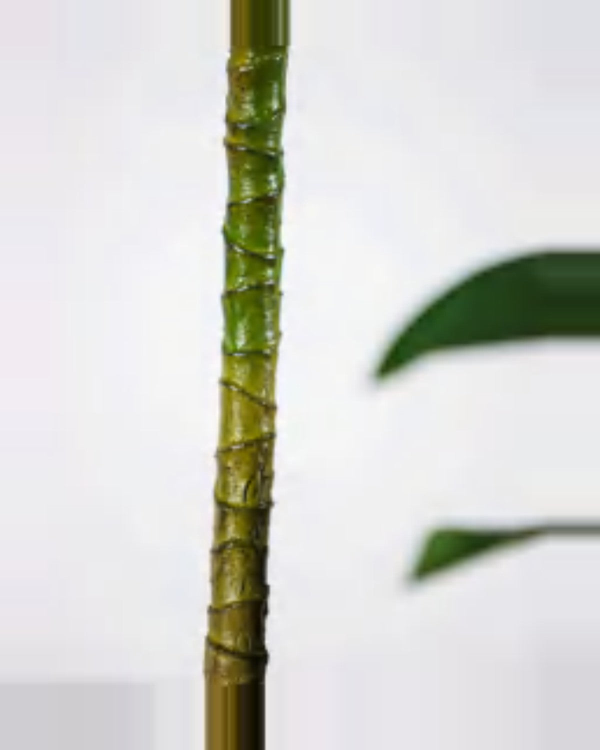 Farigoule Dracaena Plant — close-up detail 1, artificial dracaena plant