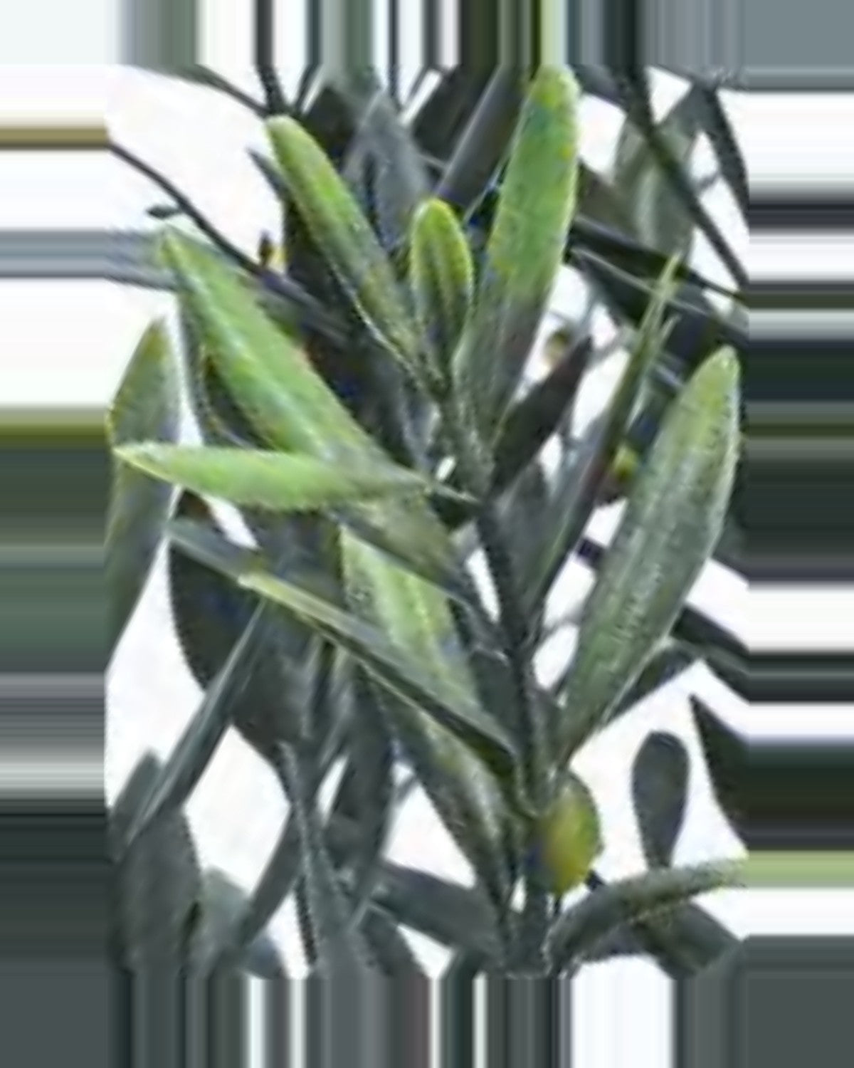 Noto Olive Tree — close-up detail 1, artificial olive tree