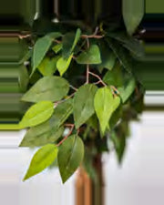 Vera Ficus Tree — close-up detail 1, artificial ficus tree