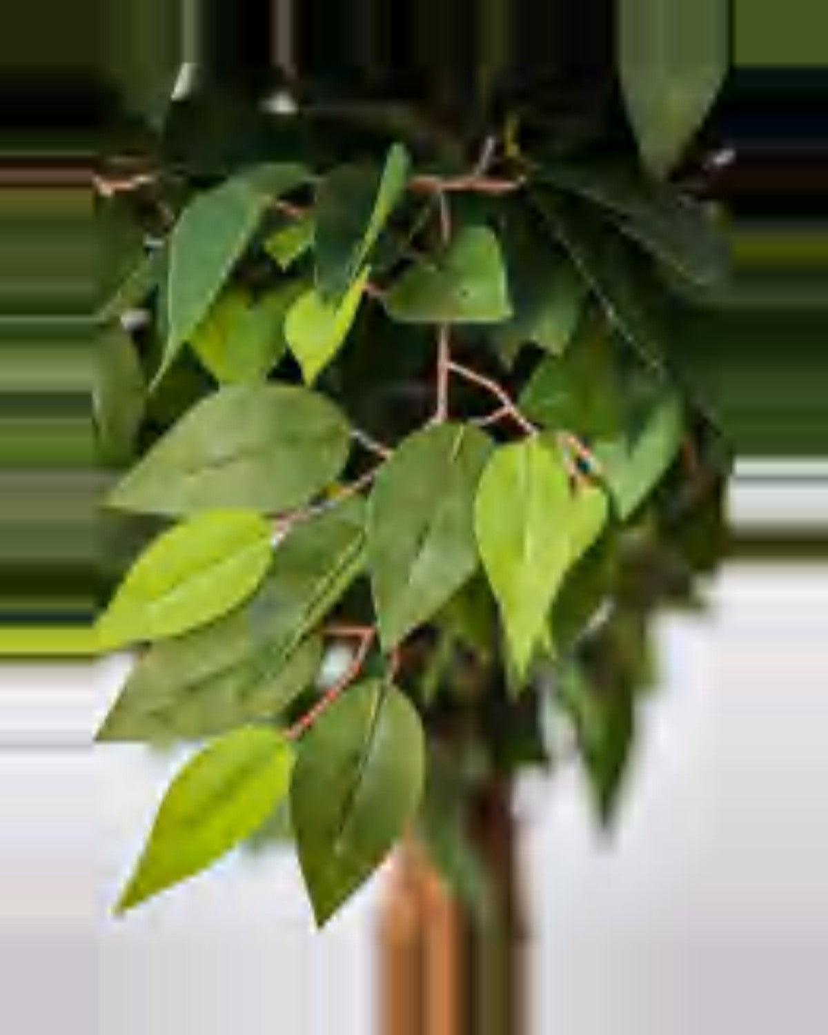 Vera Ficus Tree — close-up detail 1, artificial ficus tree