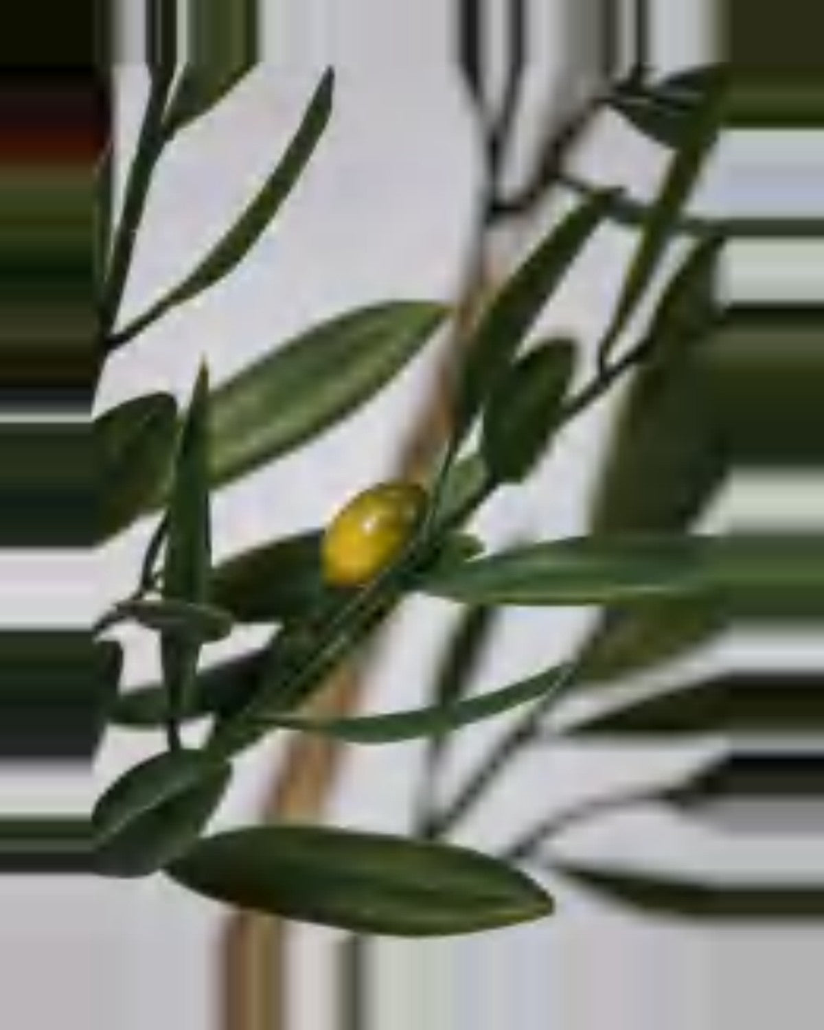 Alberobello Olive Tree — close-up detail 1, artificial olive tree