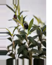 Otranto Olive Tree — close-up detail 1, artificial olive tree