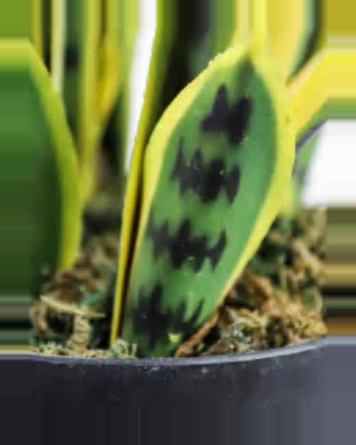 Ferrade Snake Plant — close-up detail 1, artificial snake plant