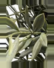 Modica Olive Tree — close-up detail 1, artificial olive tree