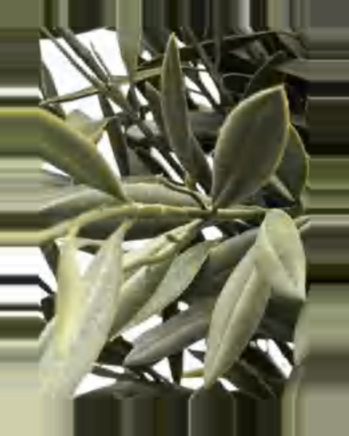 Modica Olive Tree — close-up detail 1, artificial olive tree