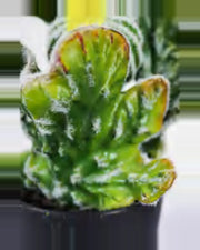 Terra Coral Cactus Euphorbia Plant — close-up detail 1, artificial coral cactus euphorbia plant