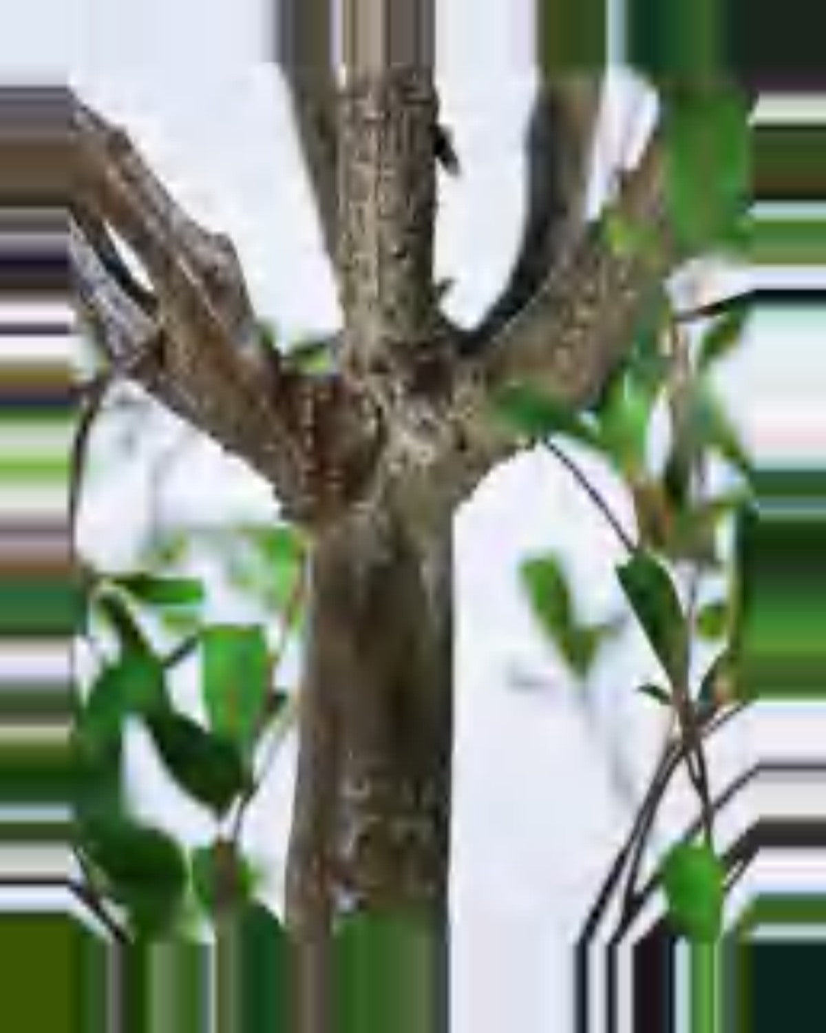 Teramo Black Olive Tree — close-up detail 1, artificial black olive tree