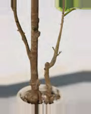 Cigale Rubber Tree — close-up detail 1, artificial rubber tree