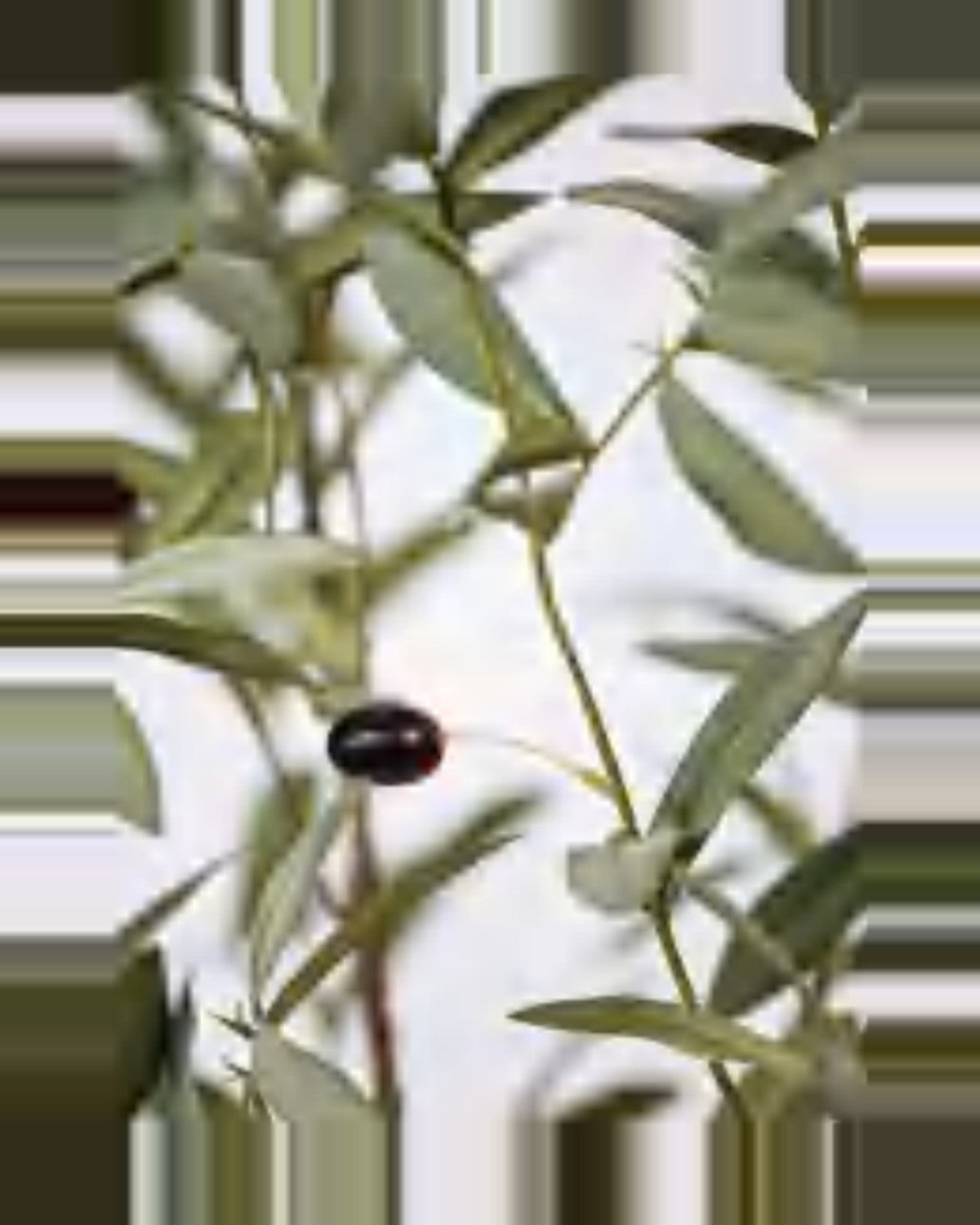 Amalfi Olive Tree — close-up detail 1, artificial olive tree