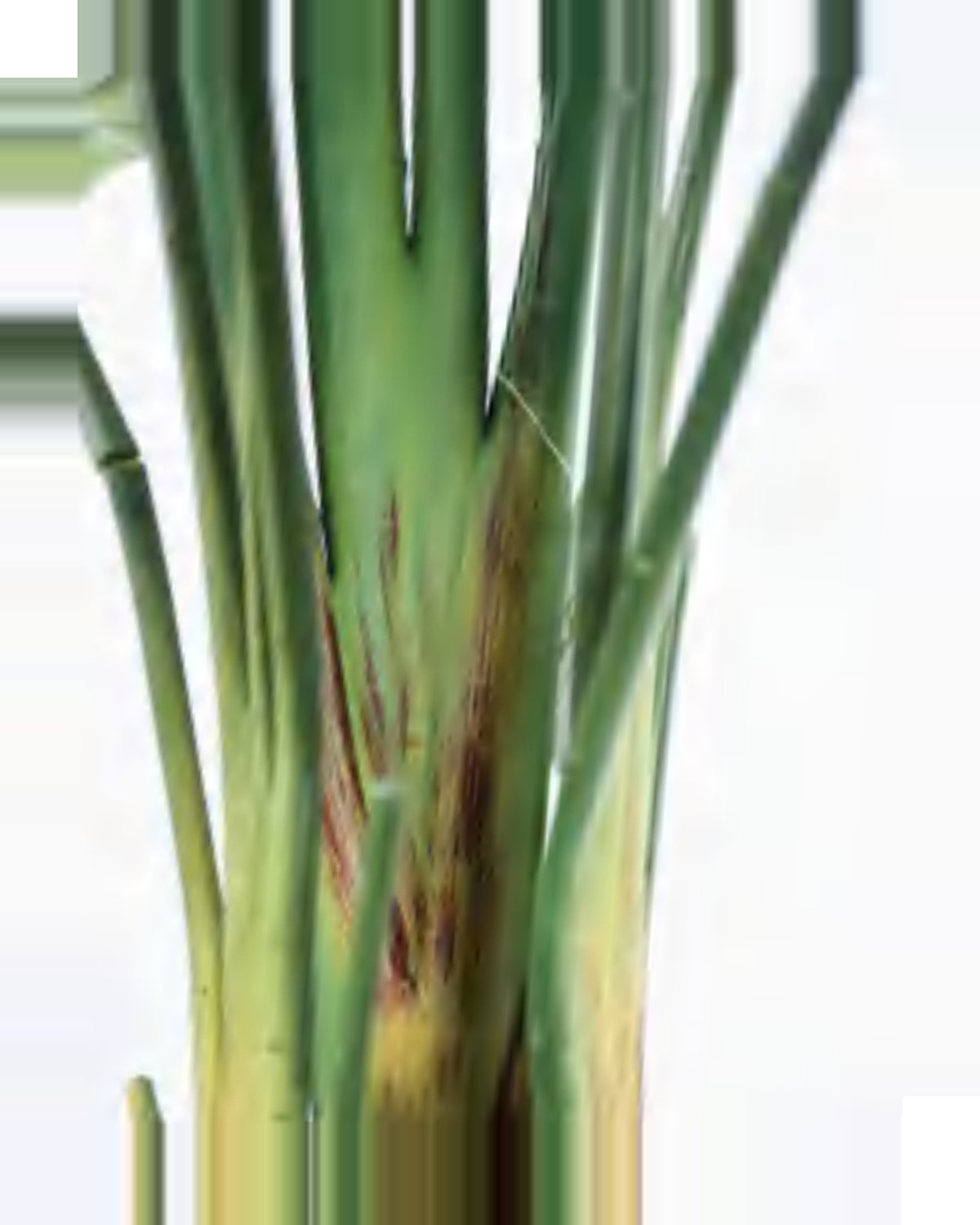 Restanque Travelers Palm Tree — close-up detail 1, artificial travelers palm tree