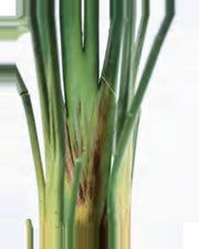 Restanque Travelers Palm Tree — close-up detail 1, artificial travelers palm tree