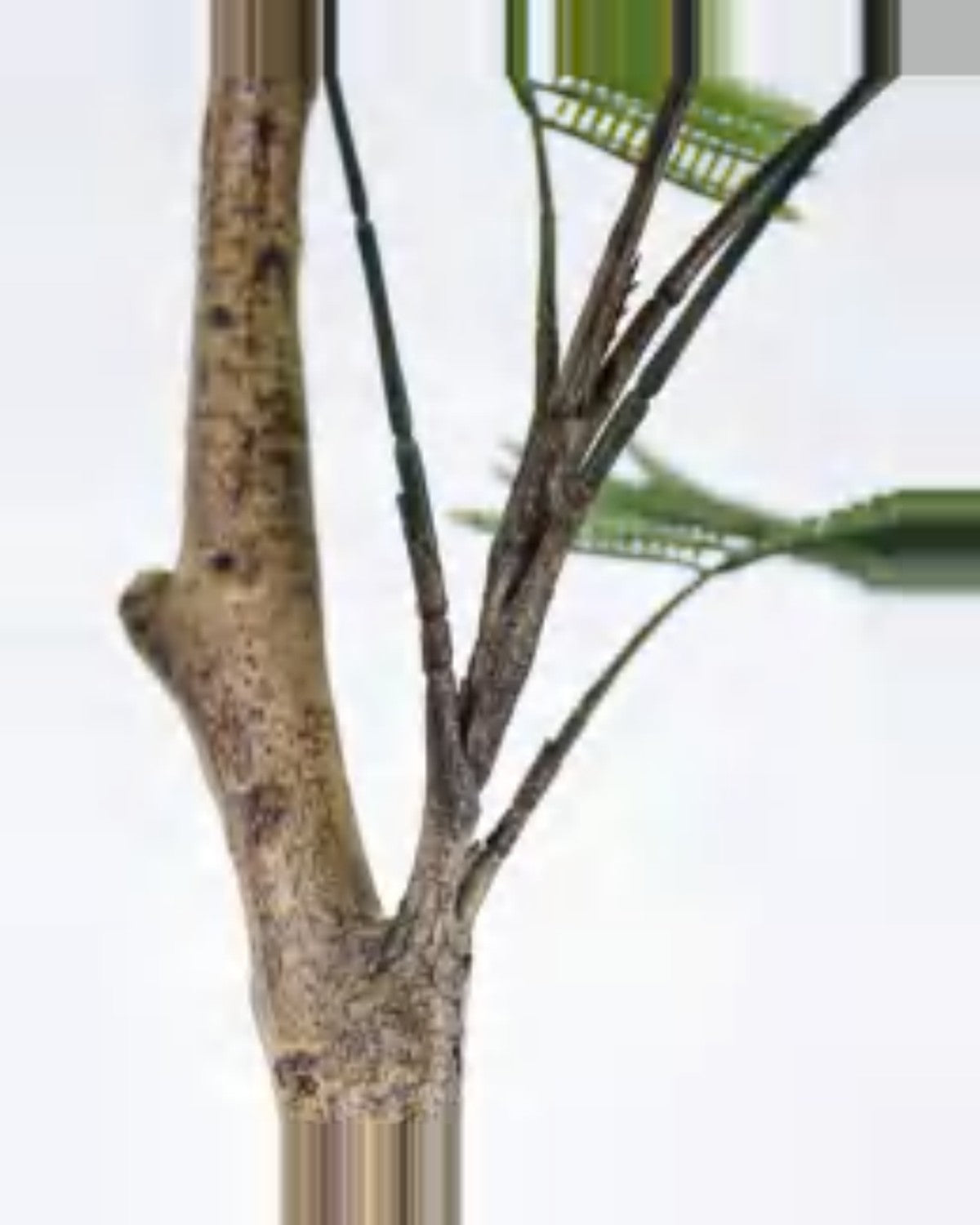 Ambra Royal Poinciana Tree — close-up detail 1, artificial royal poinciana tree