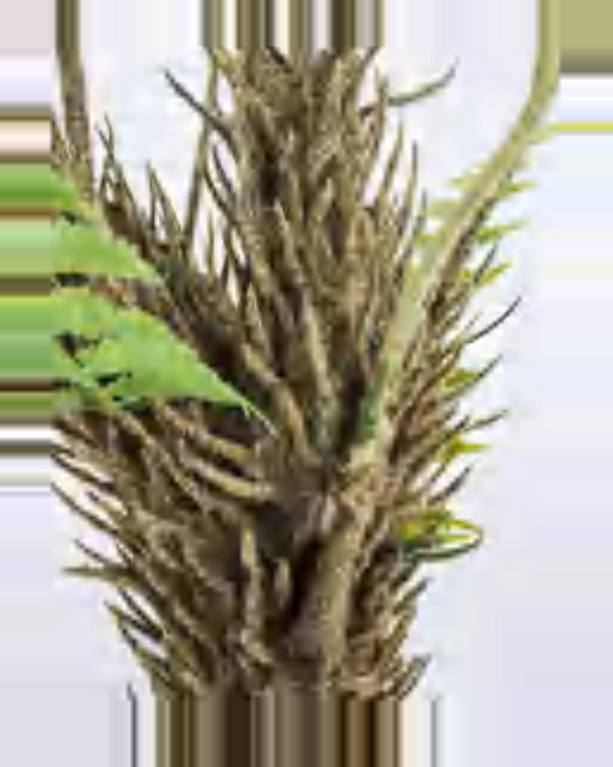 Farigoule Boston Fern Plant — close-up detail 1, artificial boston fern plant