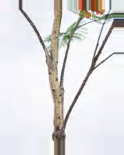 Cedre Royal Poinciana Tree — close-up detail 1, artificial royal poinciana tree