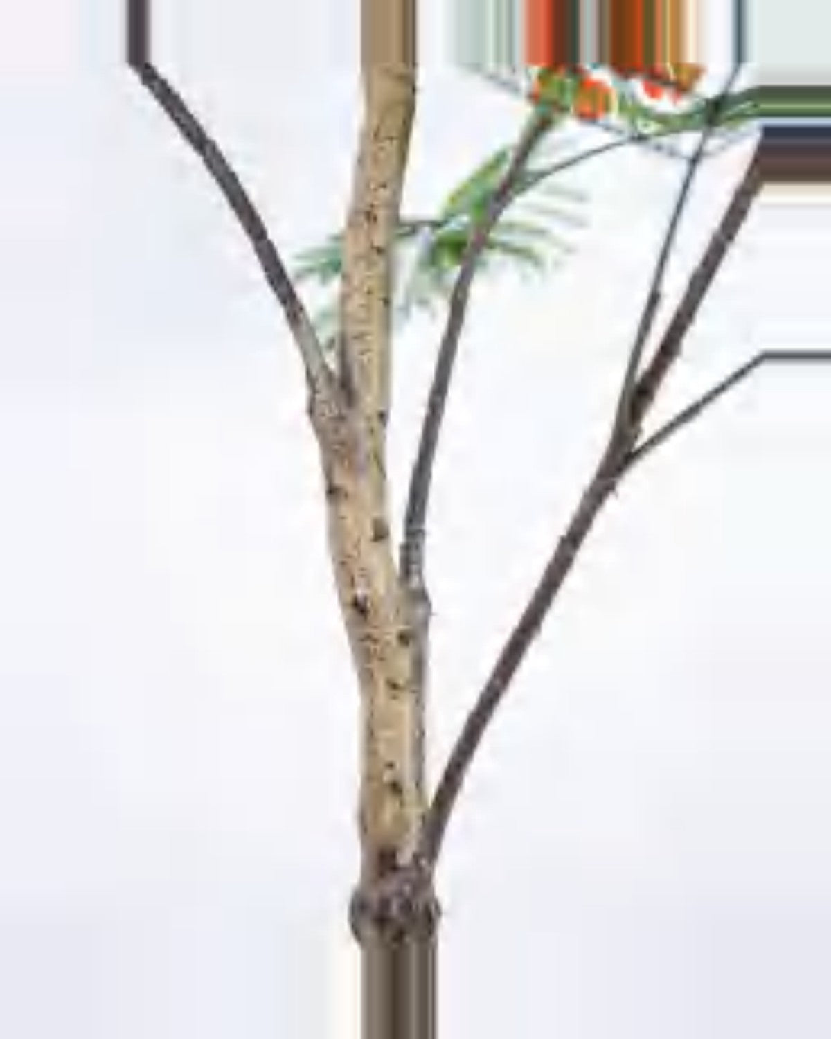 Cedre Royal Poinciana Tree — close-up detail 1, artificial royal poinciana tree