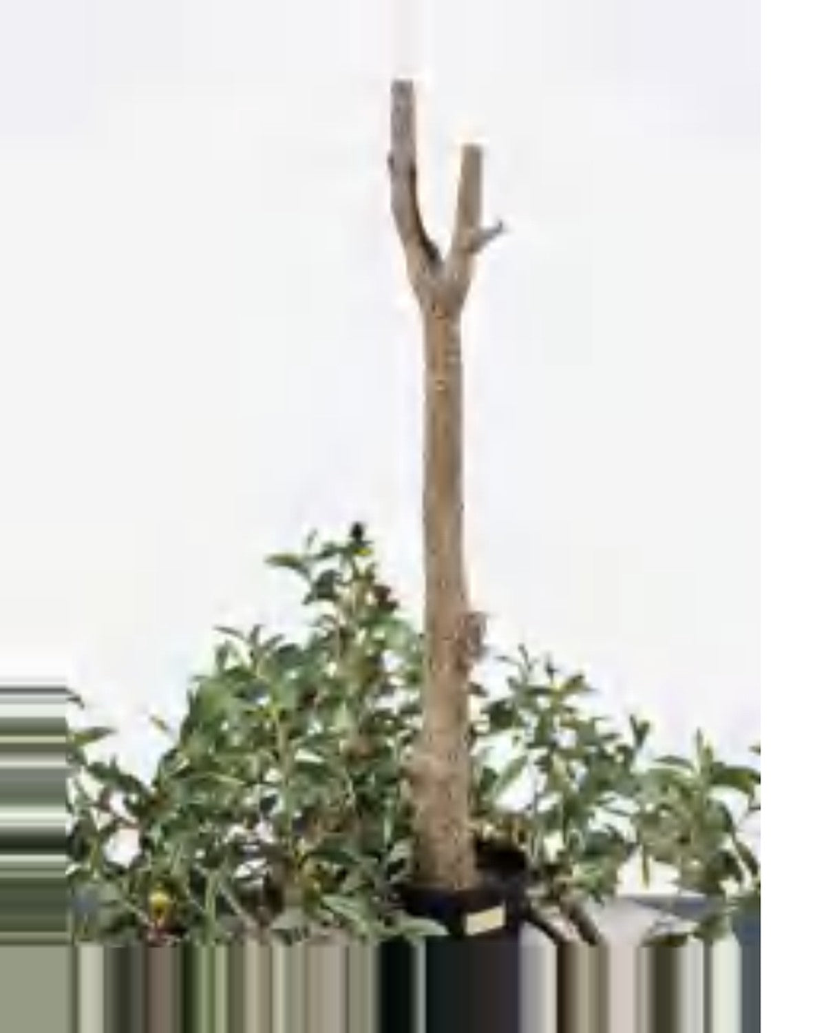 Urbino Olive Tree — close-up detail 1, artificial olive tree
