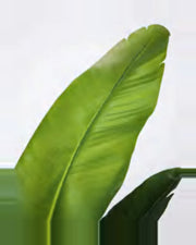 Borie Travelers Palm Tree — close-up detail 1, artificial travelers palm tree