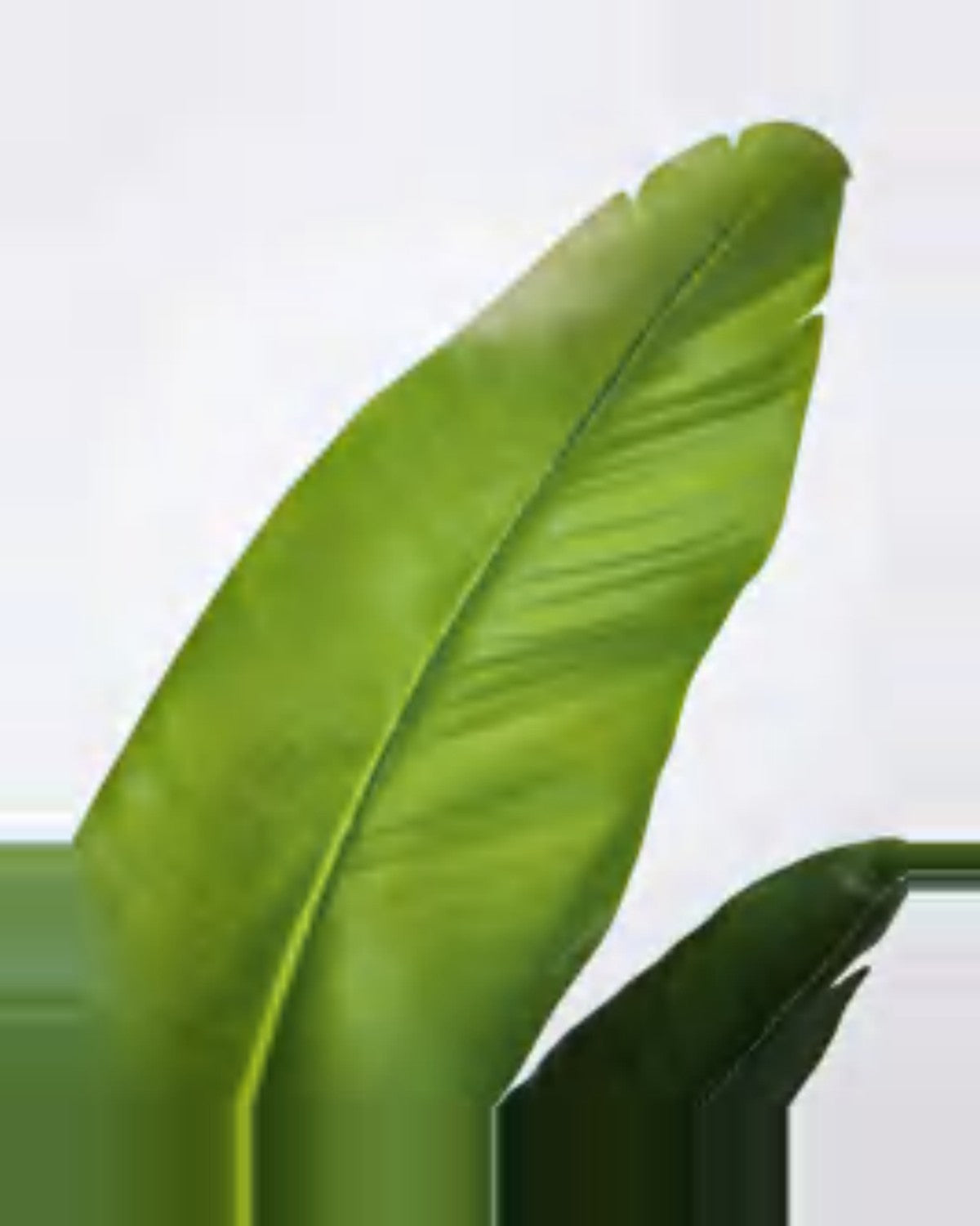 Borie Travelers Palm Tree — close-up detail 1, artificial travelers palm tree