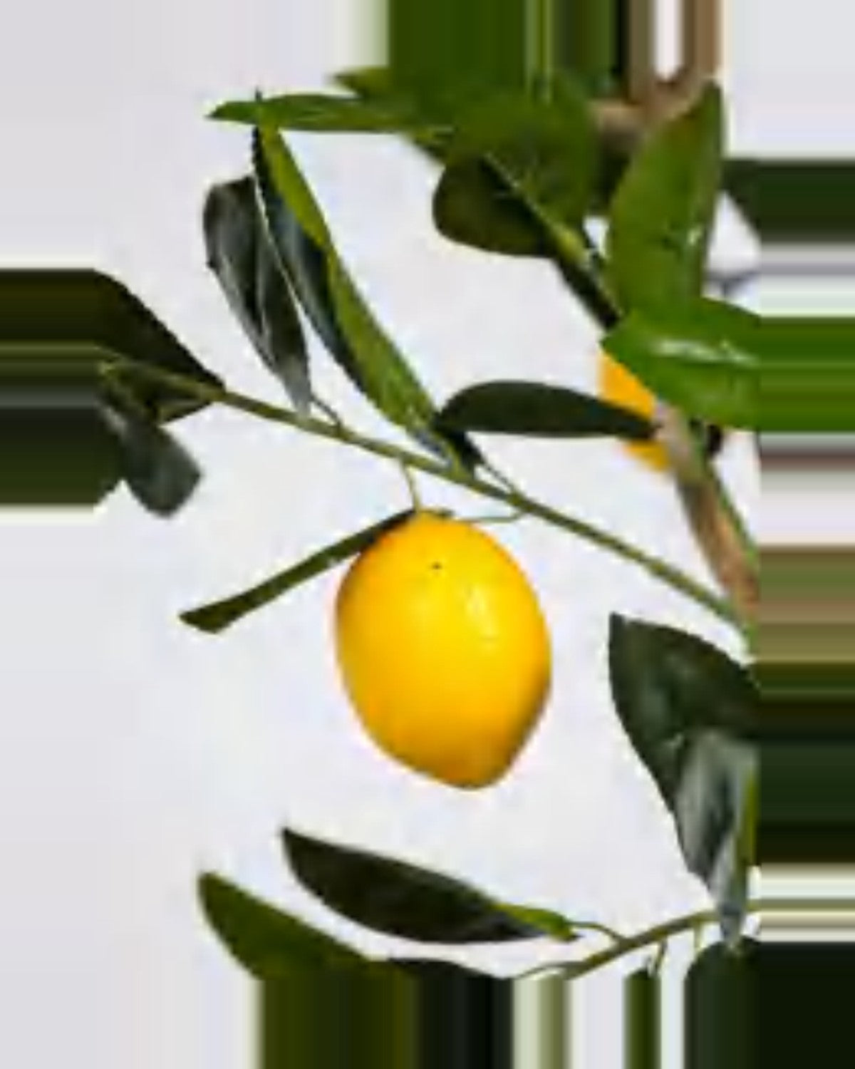 Pietra Lemon Tree — close-up detail 1, artificial lemon tree