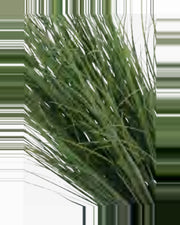Argilla Onion Grass — close-up detail 1, artificial onion grass