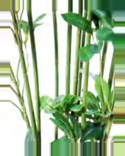 Riva Schefflera Tree — close-up detail 1, artificial schefflera tree