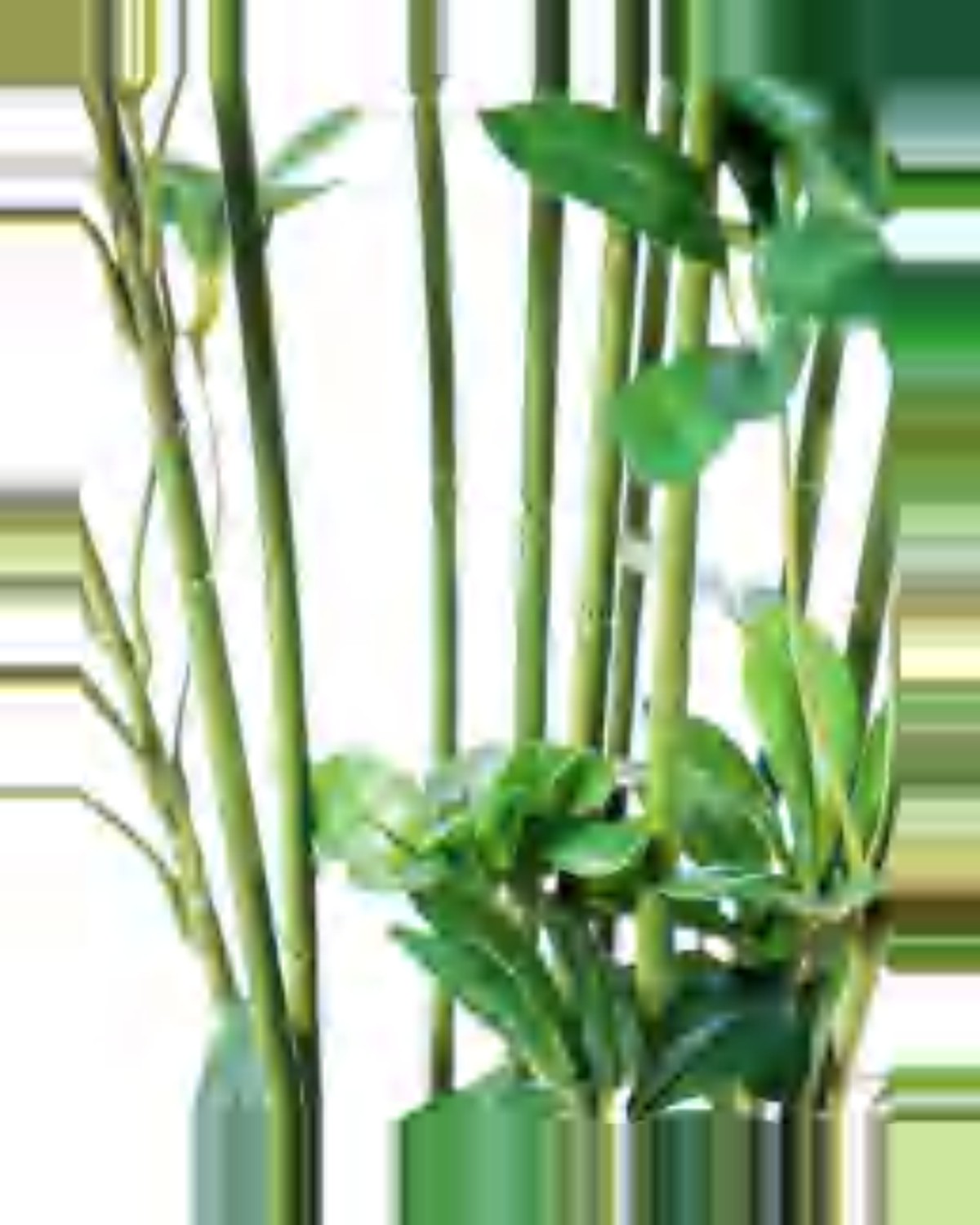 Riva Schefflera Tree — close-up detail 1, artificial schefflera tree