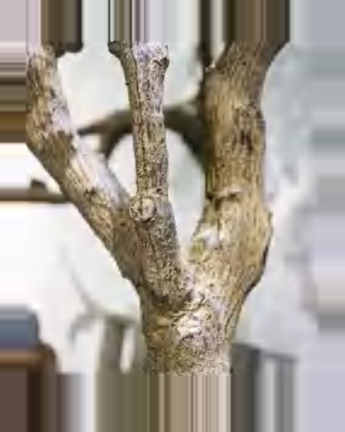 Riva Ficus Tree — close-up detail 1, artificial ficus tree