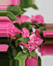 Oustau Bougainvillea Tree — close-up detail 1, artificial bougainvillea tree
