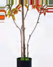 Onda Lacquer Tree — close-up detail 1, artificial lacquer tree