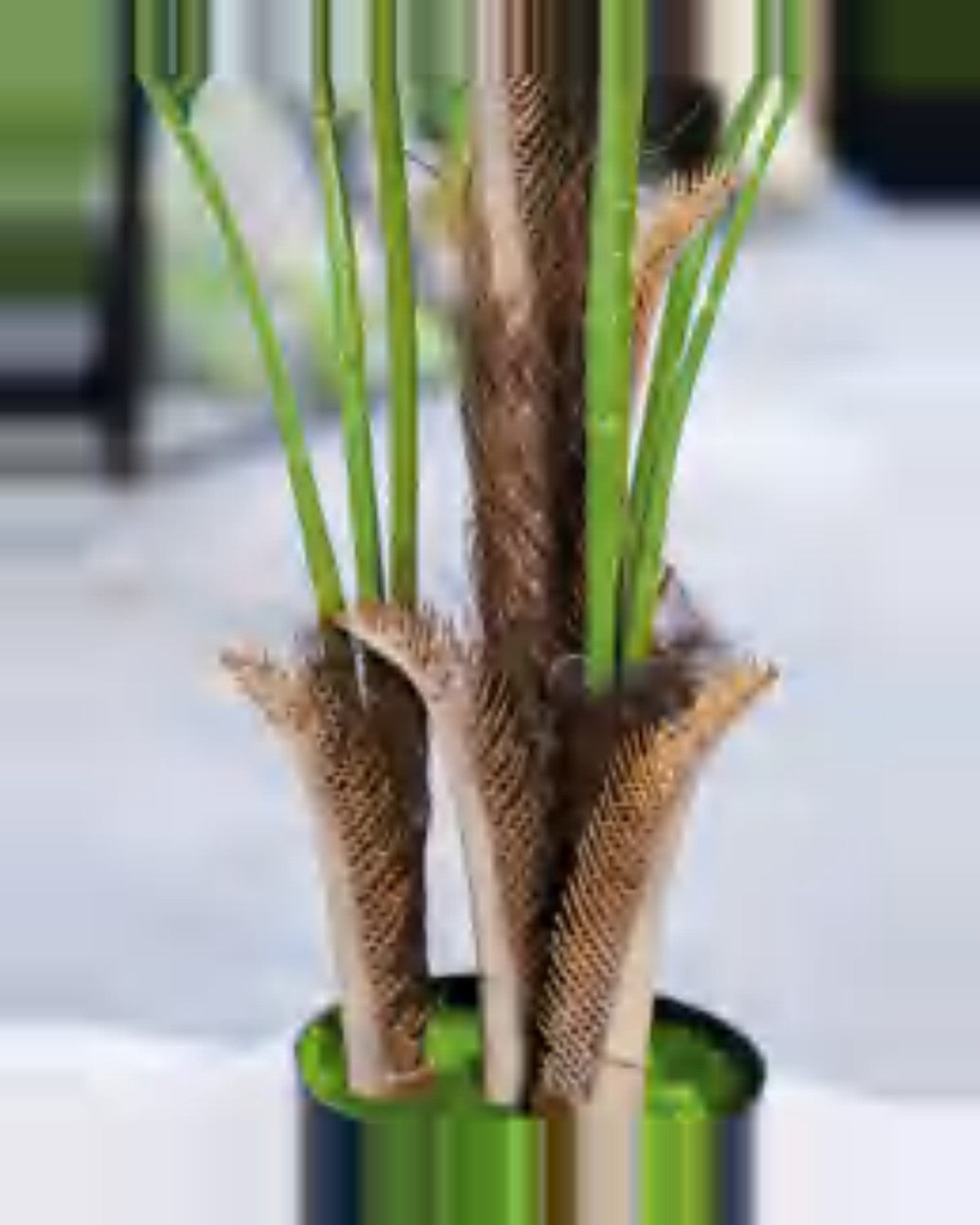 Garrigue Areca Palm Tree — close-up detail 1, artificial areca palm tree