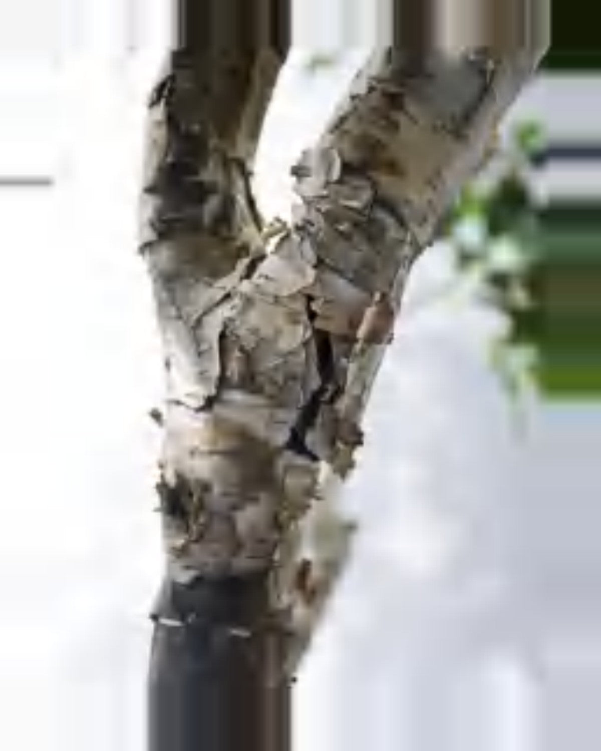 Pietra Birch Tree — close-up detail 1, artificial birch tree