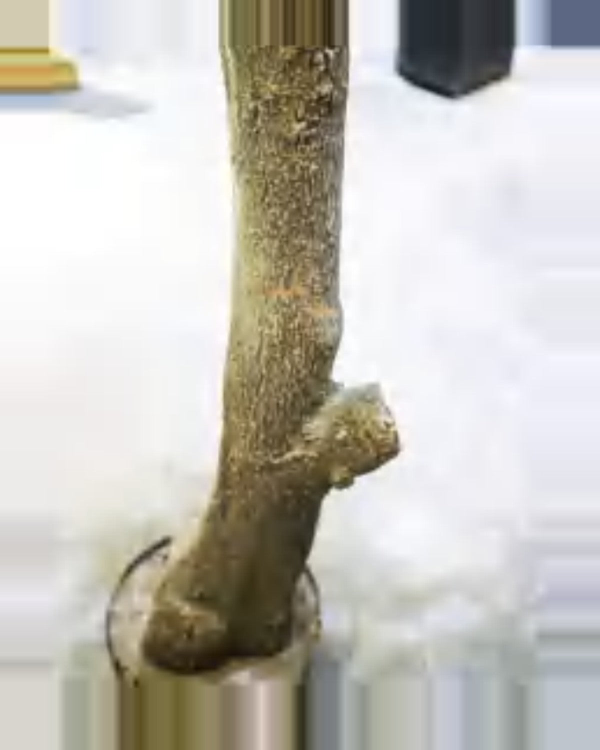 Restanque Osmanthus Tree — close-up detail 2, artificial osmanthus tree