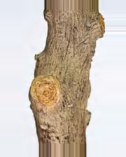 Gubbio Olive Tree — close-up detail 2, artificial olive tree