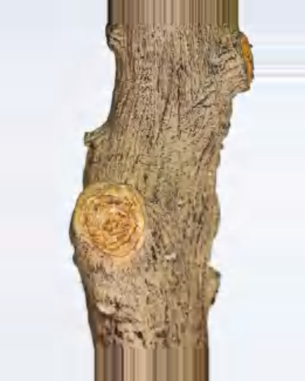 Gubbio Olive Tree — close-up detail 2, artificial olive tree